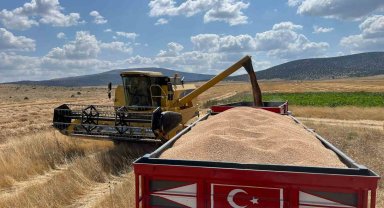 Çifteler ilçesinde çiftçi dönümden 1 ton buğday hasat etti