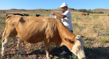 Çobanlar sıcaktan bunalan hayvanları, pet şişelerle su dökerek serinletiyor