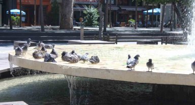 Eskişehir'de sıcaktan bunalan güvercinler süs havazunda serinliyor