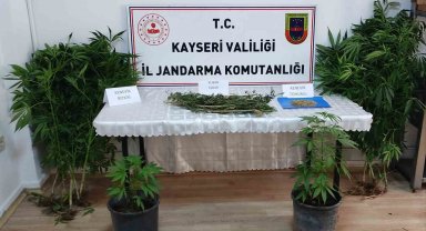 Evinde kenevir yetiştiren şahıs yakalandı