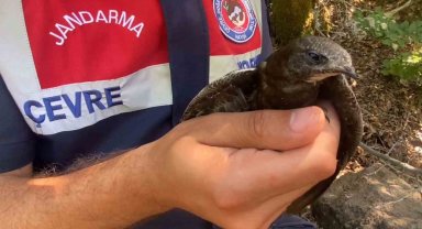 Kanadı kırık ebabil kuşuna jandarma şefkati