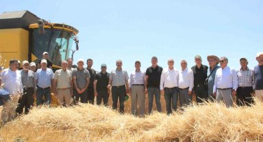 Karaman'da Alicantus ekmeklik buğdayın hasadı yapıldı