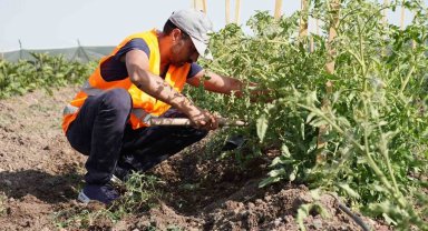 Keçiören Belediyesi'nin bostanlarında hasat başladı