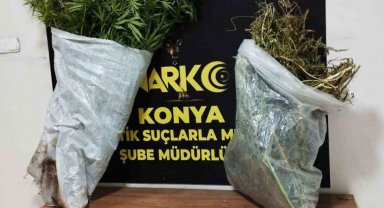 Konya'da 145 kök kenevir ele geçirildi