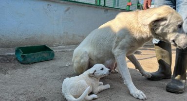 Koruma altındaki Sivrihisar akbaşlarının üreme dönemi başladı