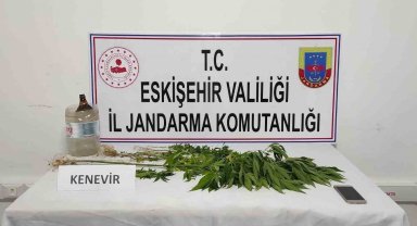Mezarlığa kenevir eken şahıs yakayı ele verdi