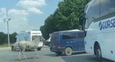 Minibüsün arkasına at bağlayan sürücü hakkında gözaltı kararı çıkartıldı