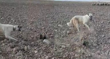 Nesli tükenmek üzere olan alaca sansar Nevşehir'de görüldü