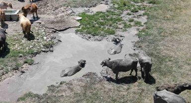 Sıcaktan en çok etkilenen onlar oldu, çareyi çamur banyosunda buldular
