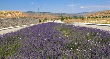 Üniversite lavanta ile renklendi: Kampüs adeta açık hava stüdyosuna dönüştü
