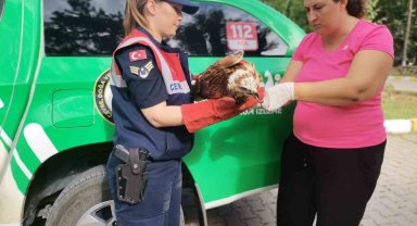 Yaralı halde bulunan şahin tedavi altına alındı