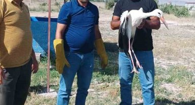 Yaralı leylek koruma altına alındı
