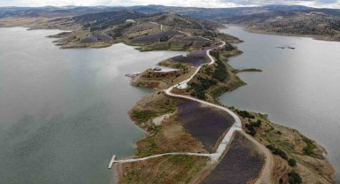 Yarım ada üzerinde oluşturulan lavanta bahçesi havadan görüntülendi