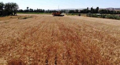 Yüksek rekolte bekleniyor, stratejik ürün buğdayda hasat başladı