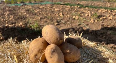 90 çeşit patates fuarda görücüye çıktı