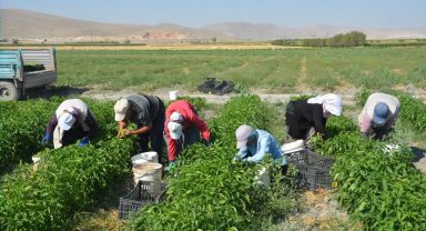 Adabağ'da üretilen organik ürünler tarladan direkt halka ulaşıyor