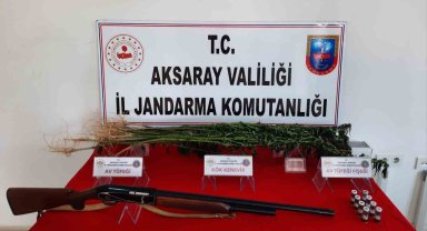 Aksaray'da kenevir yetiştiren şüpheli gözaltına alındı