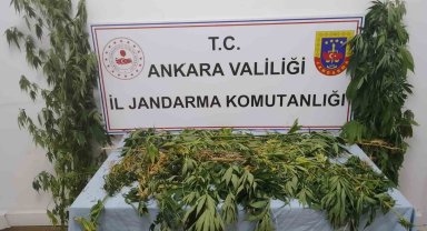 Ankara'da 298 kök kenevir ele geçirildi