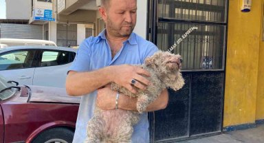 Ankara'da pitbull dehşeti: Evcil hayvanın çenesini kopardı