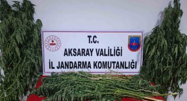 Bahçesinde yetiştirdiği keneviri uyuşturucu yapıp satan şüpheli yakalandı