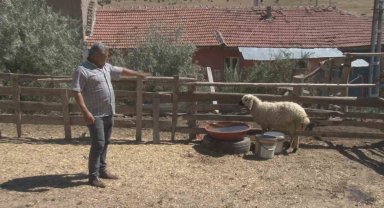 Başkentte sahipsiz köpekler 5 koyunu telef etti