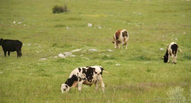 Beyşehir'deki şap karantinası sona erdi