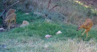 Bozkırın yaban hayatı fotokapanda: Vaşak, karaca, su samuru görüntülendi