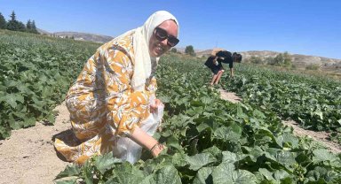 Bu tarlaya gelen istediğini seçer