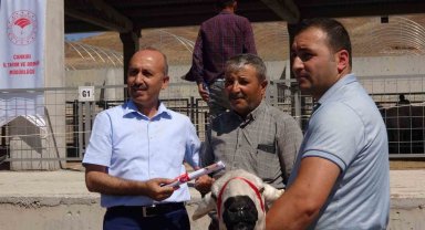 Çankırı'da üreticilere 110 adet koç dağıtıldı