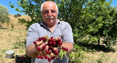 Coğrafi işaretli 'Çubuk vişnesi'nin hasadı başladı