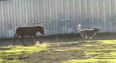 Eşeğin köpeği kovalaması sosyal medyada viral oldu