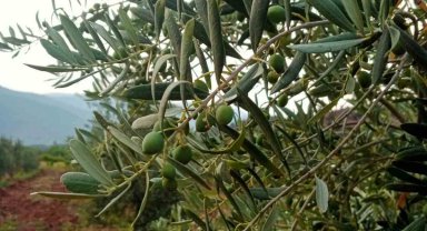 Eskişehirli çiftçiler zeytinde 5 ton rekolte bekliyor