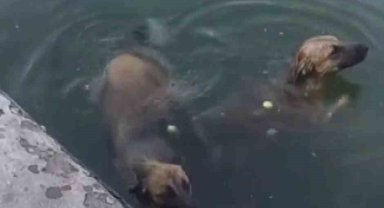 Havuzdan çıkamayan iki köpeğin yardımına itfaiye ekipleri yetişti