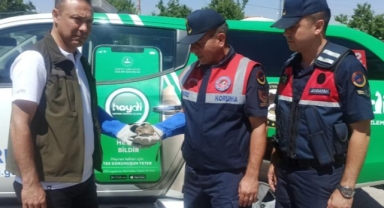 Karaman'da nesli tükenmekte olan Arap Tavşanı bitkin halde bulundu