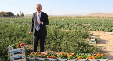Karaman'ın Ayrancı ilçesinde halk salatalık ve domatesin kilosunu 1 liradan alıyor