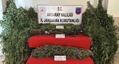 Kenevir bahçesine jandarma baskını: 3 gözaltı