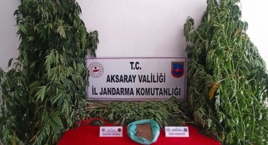 Kenevir ekip esrar üretimi yapan şüpheli yakalandı