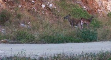 Kızılgeyik sürüsü fotokapana takıldı