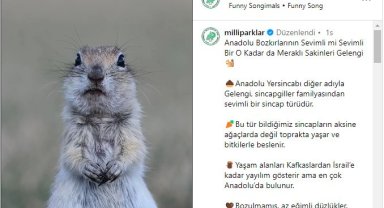 Milli Parklar'ın Anadolu yersincabı paylaşımı beğeni topladı