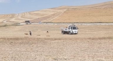 Pursaklar Belediyesi, buğday hasadından kalanları hayvanlara veriyor