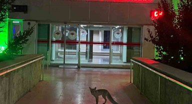 Şehre inen tilkinin beklediği yer düşündürdü