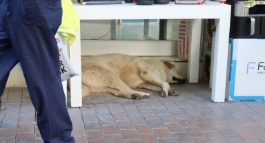 Sıcaktan yorgun düşen sevimli köpek masa altına sığındı