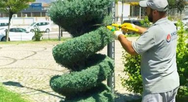 Sincan'da parklardaki ağaçlar görüntüleriyle görenleri kendine hayran bırakıyor