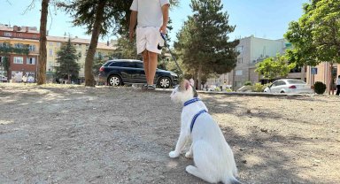 Tasmasıyla dolaşan kedi şehrin her yerini geziyor