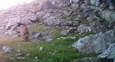 Yavru yaban keçileri fotokapana takıldı