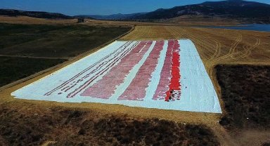 Yozgat'ta kurutulmak için serilen domatesler tarlaları kırmızıya bürüdü
