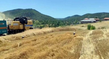 Yozgat'ta leylekler hasat edilen tarlalarda yiyecek arıyor