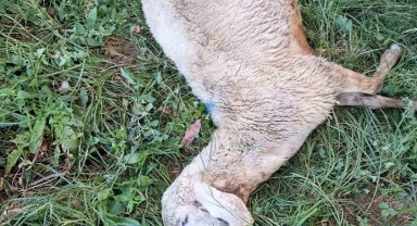 Yozgat'ta sürüye saldıran kurt 30 koyunu telef etti