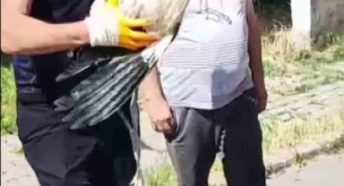 Yuvasından düşen yavru leylek için operasyon