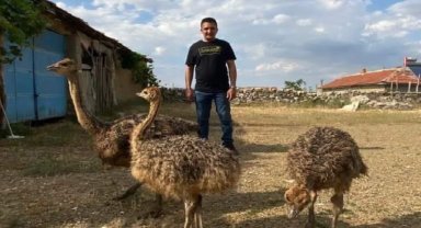 1 haftadır kayıp olan deve kuşunu yakalayamayınca vurdurup etini dağıttı